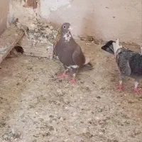 کفتر. پلنگ|پرنده|زاهدان, |دیوار