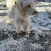 سگ خانگی|سگ|همدان, |دیوار