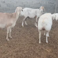 میش چینی|حیوانات مزرعه|مهریز, |دیوار