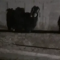 دو عدد بز ماده سرحال بدون هیچ عیبی|حیوانات مزرعه|میاندوآب, |دیوار