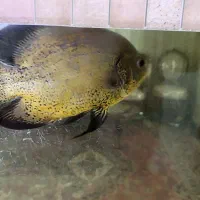 ماهی اسکار مسی|ماهی|تهران, تولید دارو|دیوار