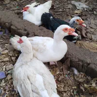 اردک اسرائیلی