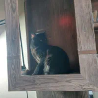 گربه سیاه  بریتیش|گربه|محمدیه-قزوین, |دیوار