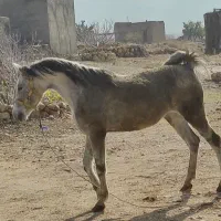 فروش اسب مادیون|اسب و تجهیزات اسبسواری|شیراز, لاله|دیوار