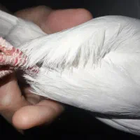 هفت رنگ|پرنده|دهدشت, |دیوار