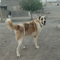 حیوون درجه یک و جنس خالص اماده واگذاری