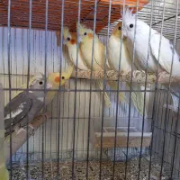 ۶ عدد عروس هلندی ۴ ماهه|پرنده|قم, گلزار|دیوار