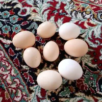 تخم مرغ گلین نطفه دار