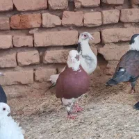 کبوتر|پرنده|نهبندان, |دیوار