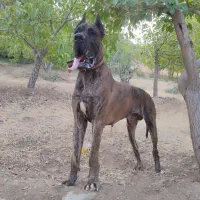 واگذاری سگ گریت دین گریدین نگهبان نر