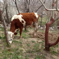 گاو گوساله سمینتال