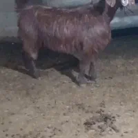 بز.|حیوانات مزرعه|سمنان, |دیوار