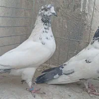 کفتر پرشی(کله دم سبز)