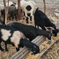 بز و گوسفند اصیل آبستن