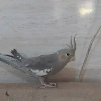 عروس هلندی دستی و مولد|پرنده|اسلام‌شهر, شهرک مهدیه|دیوار