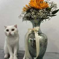 گربه اسکاتیش|گربه|مشهد, صیاد شیرازی|دیوار