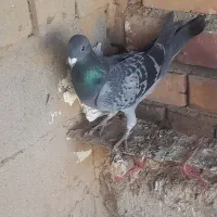 کبوتر|پرنده|میاندوآب, |دیوار