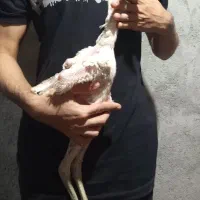 جوجه خروس افغان