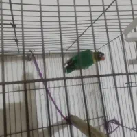 یک عدد طوطی برزیلی سبز سر سیاه