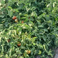 نیازمند کارگر برای کشاورزی