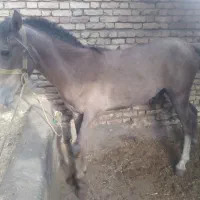 اسب پالونی|اسب و تجهیزات اسبسواری|بن, |دیوار