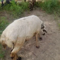 قوچ نژاد دار