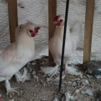 مرغ و خروس سلطان|حیوانات مزرعه|زرند, |دیوار