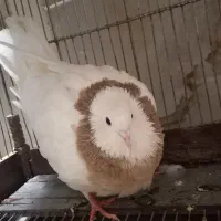 کبوتر سالم ونر