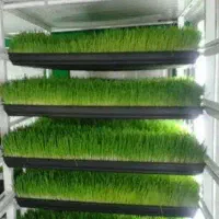 علوفه دام طیور  مقرون به صرفه