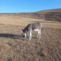 خر نر جوان|حیوانات مزرعه|قره پشتلو, |دیوار