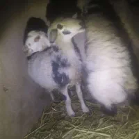 دو عدد میش جوان