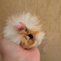 خوکچه و همستر بازیگوش