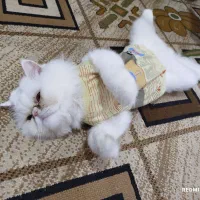 حیوانات|گربه|دلند, |دیوار