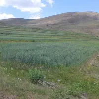 گندم دیم درجه یک یک