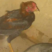 خروس لاری خوب سالم