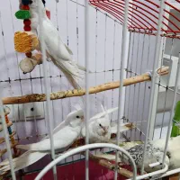 عروس هلندی البینو و لوتینو دوکت