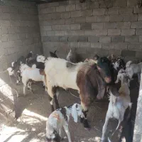 کهره نر و ماده با هم گوشتی|حیوانات مزرعه|لامرد, |دیوار