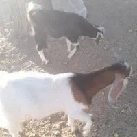 فروشی|حیوانات مزرعه|قزوین, |دیوار