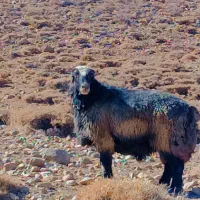 قوچ‌ترکی|حیوانات مزرعه|آباده, |دیوار