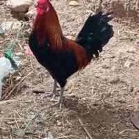 خروس محلی چهل تاج
