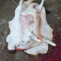 قصاب سیار در محل