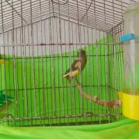 قناری قرص سره خاکی