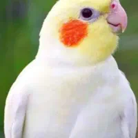 عروس هلندی لوتینو نر و ماده تازه بالغ