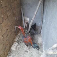 مرغ وخروس