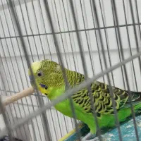 پرنده ای مرغ عشق