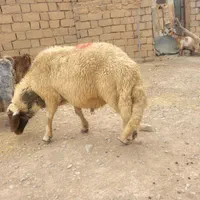 قوچ سنجابی ۳ شیره اصیل|حیوانات مزرعه|خرمآباد, |دیوار