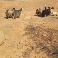 نرمیش وبز|حیوانات مزرعه|مسجد سلیمان, |دیوار