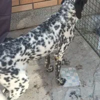 سگ نگهبان|سگ|اصفهان, اصفهانک|دیوار