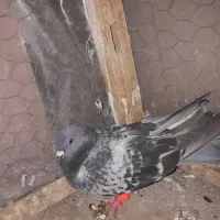 سبز پولکی . سده سیاه . سده افشون