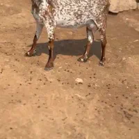 خال قشنگ|حیوانات مزرعه|کامیاران, |دیوار